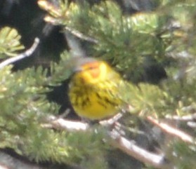 Cape May Warbler - ML32685701