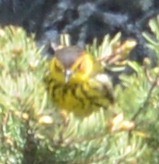 Cape May Warbler - ML32685721