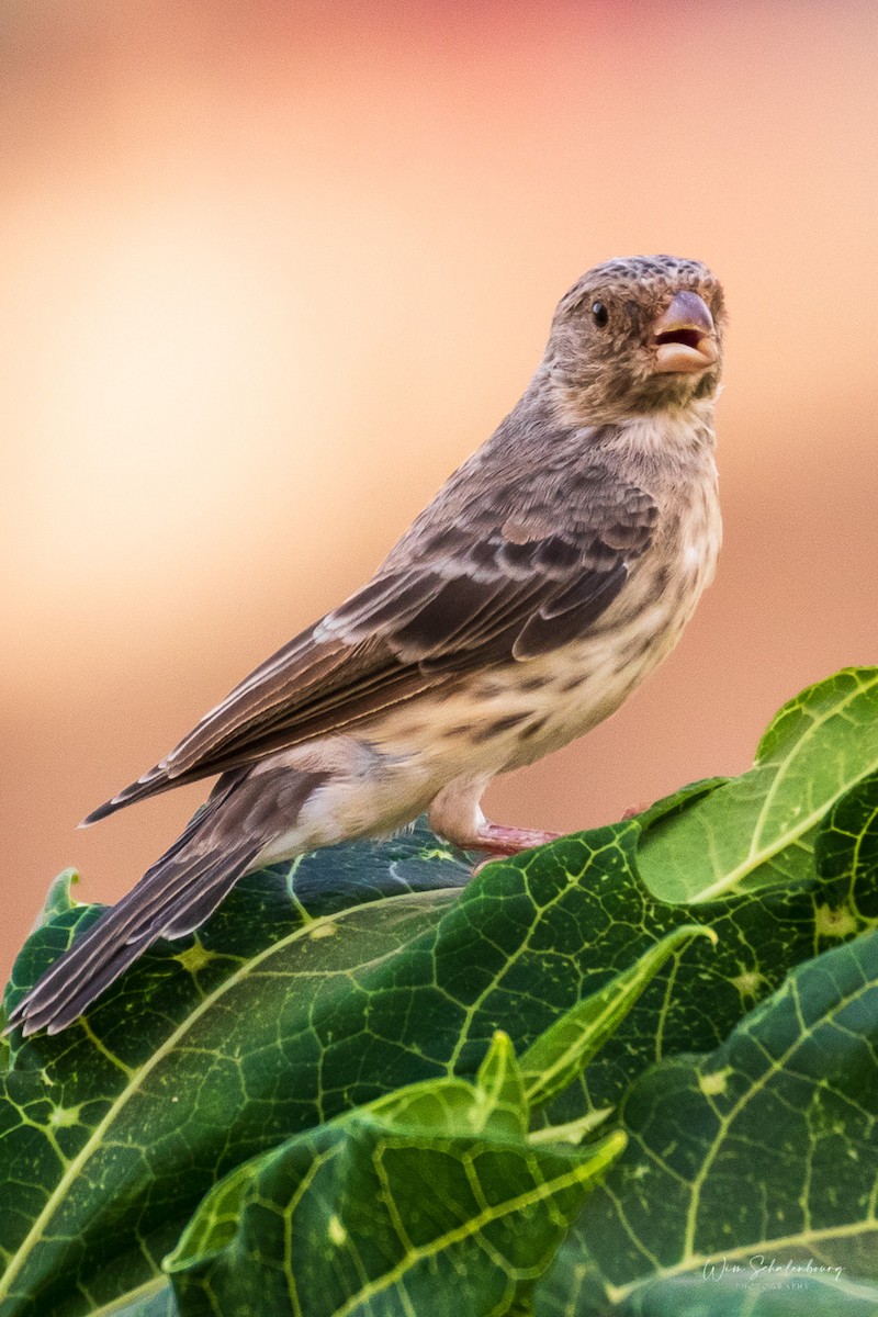 White-rumped Seedeater - ML326857681
