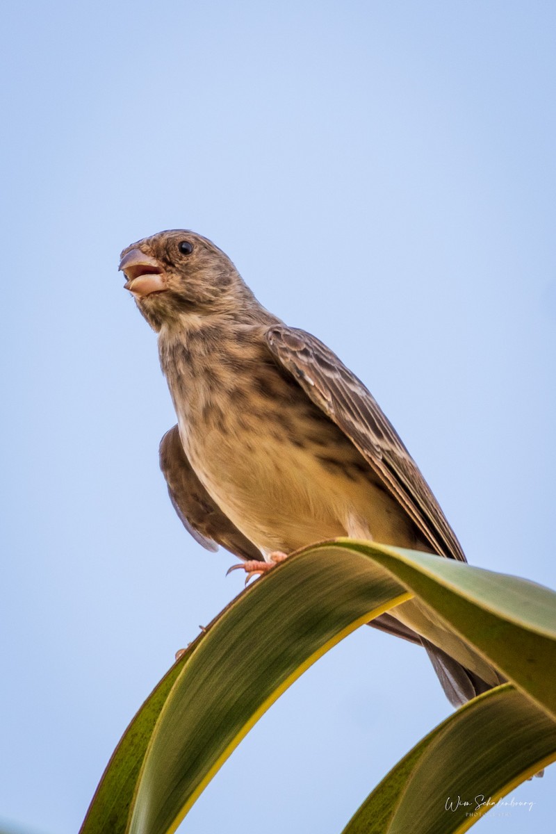 White-rumped Seedeater - ML326857701