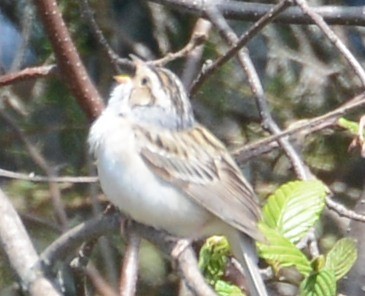 Clay-colored Sparrow - ML32685771