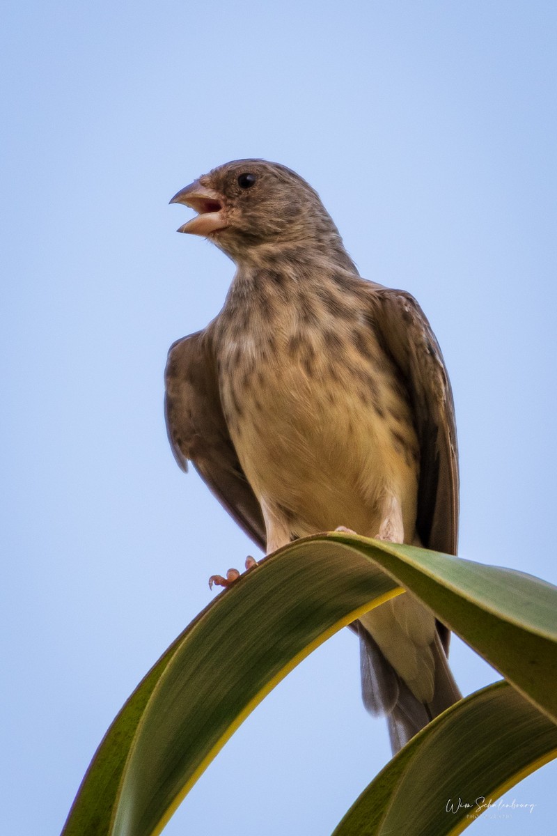White-rumped Seedeater - ML326857731