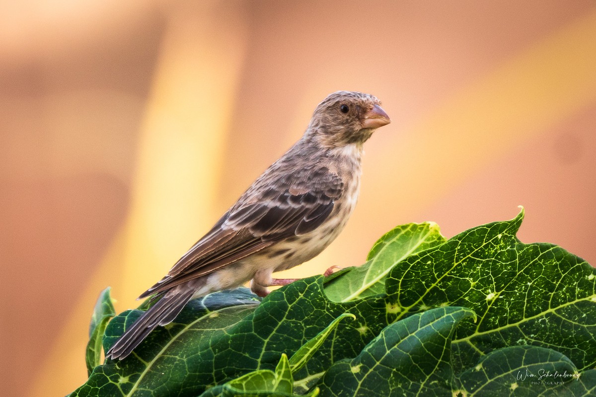 White-rumped Seedeater - ML326857741