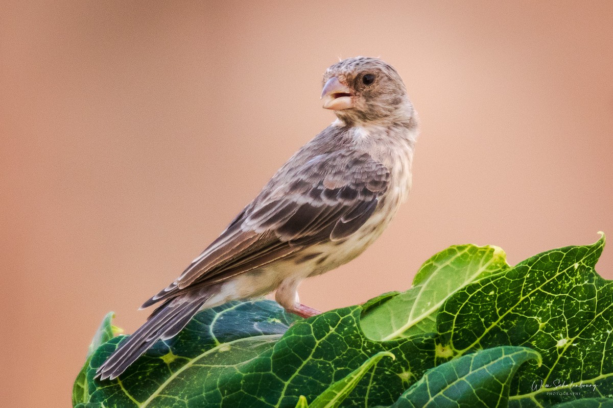 White-rumped Seedeater - ML326857761