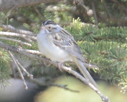 Clay-colored Sparrow - ML32685781
