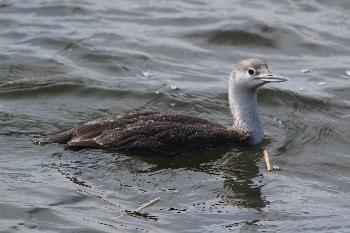 Red-throated Loon - ML326858731