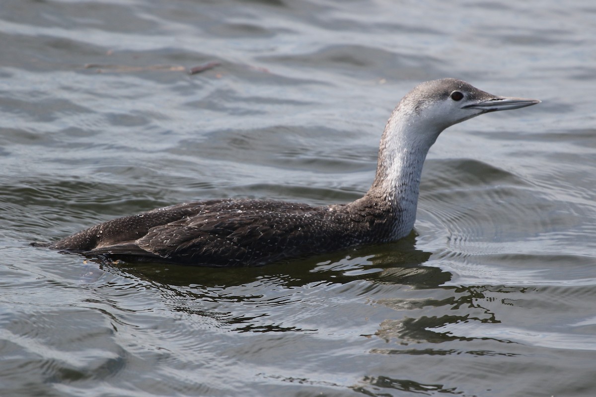 Red-throated Loon - ML326858741