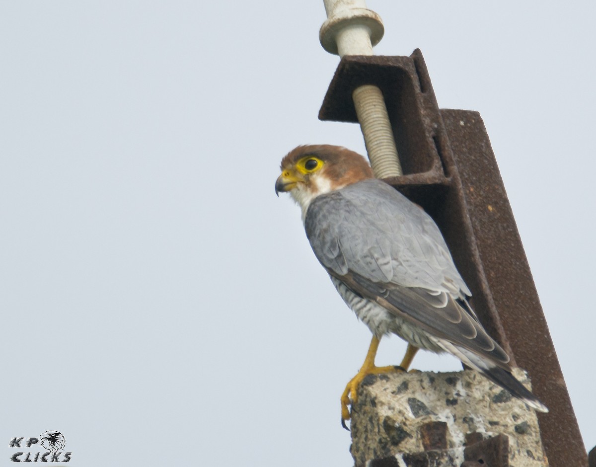 Red-necked Falcon - Karthikeyan Ponnambalamoorthy