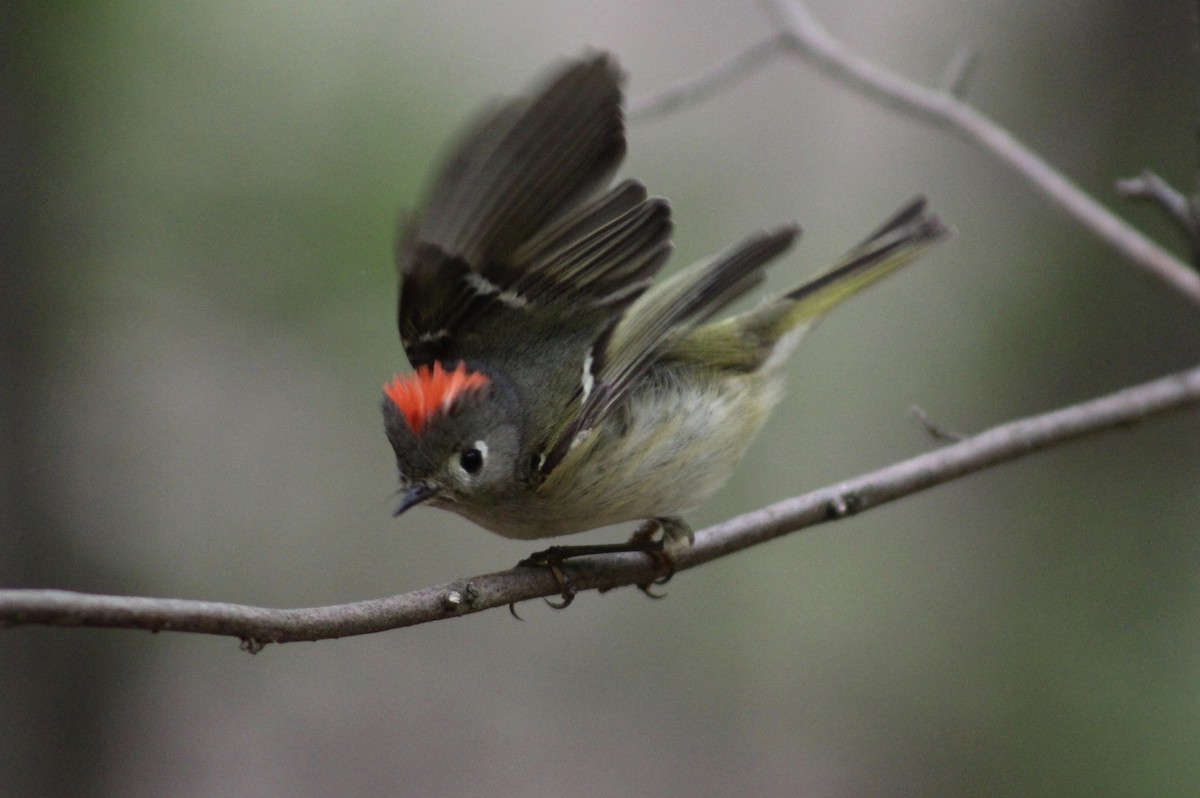 Ruby-crowned Kinglet - Jeremy Peters