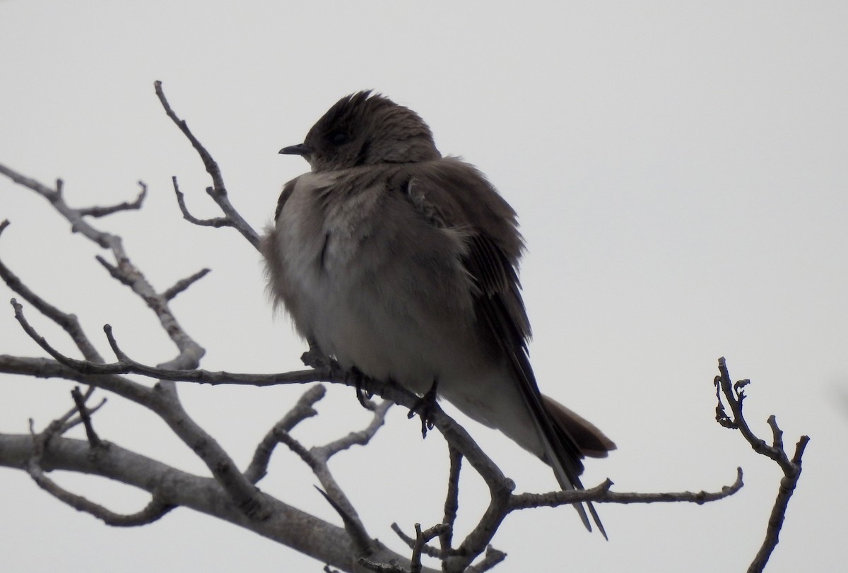 Northern Rough-winged Swallow - ML326864091