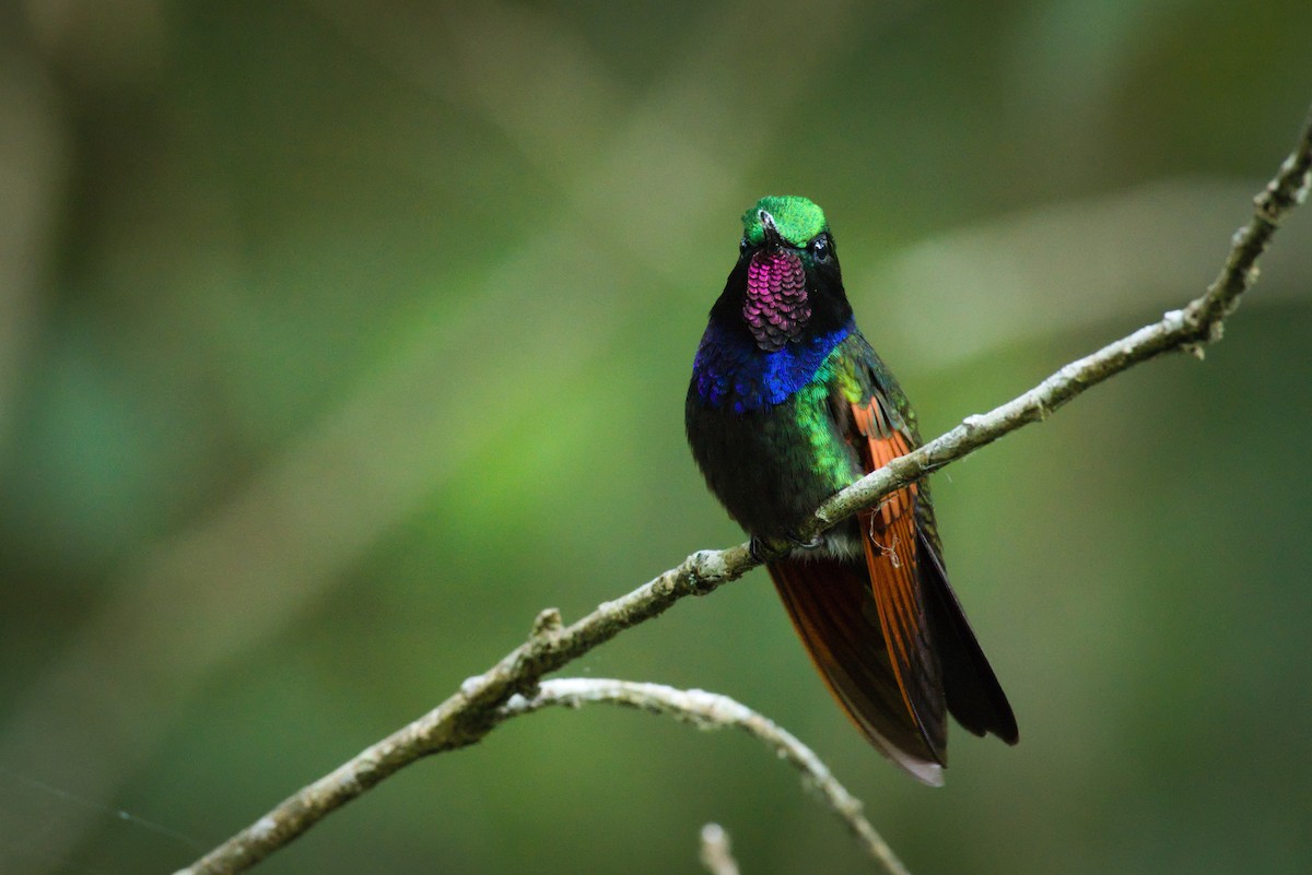 Garnet-throated Hummingbird - Alberto Lobato (El Chivizcoyo)