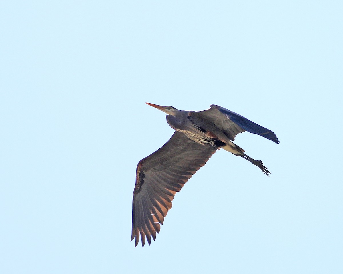 Great Blue Heron (Great Blue) - Logan Lalonde