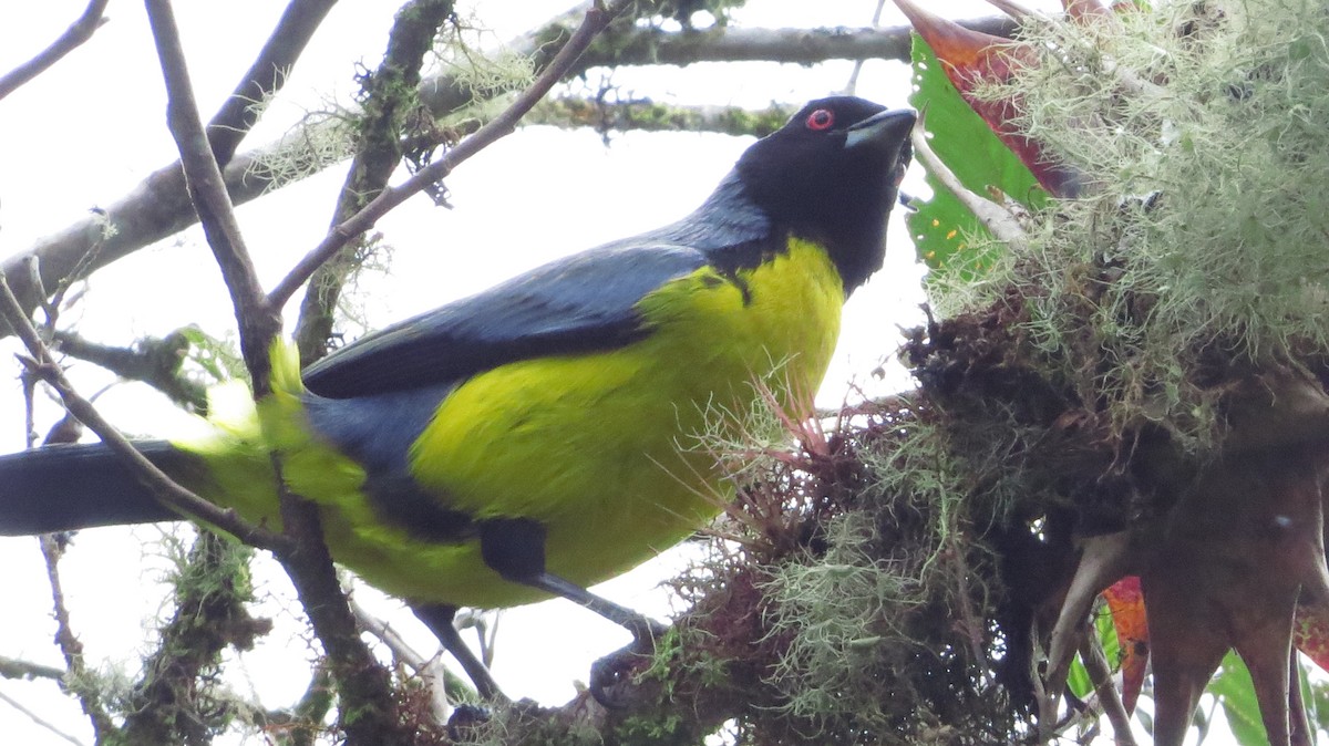 Hooded Mountain Tanager - ML32687391