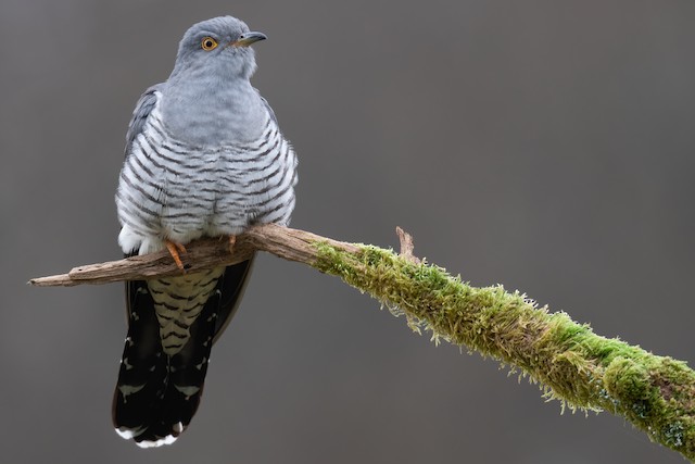 Common Cuckoo - eBird