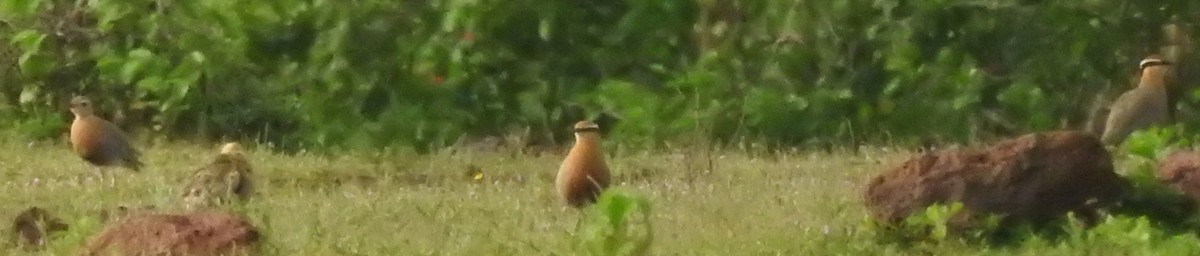 Indian Courser - ML32688121