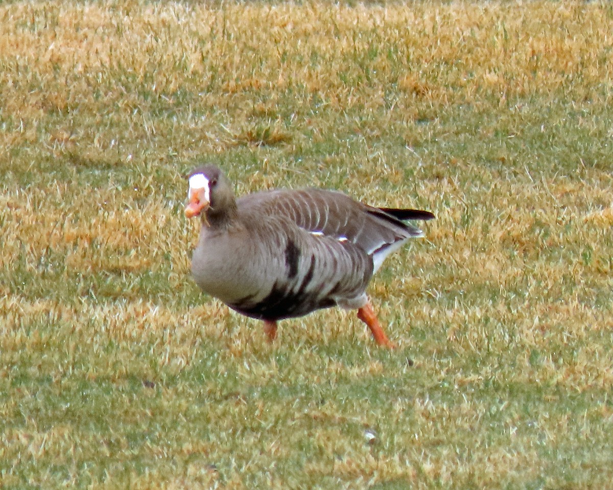 Greater White-fronted Goose - ML326882531