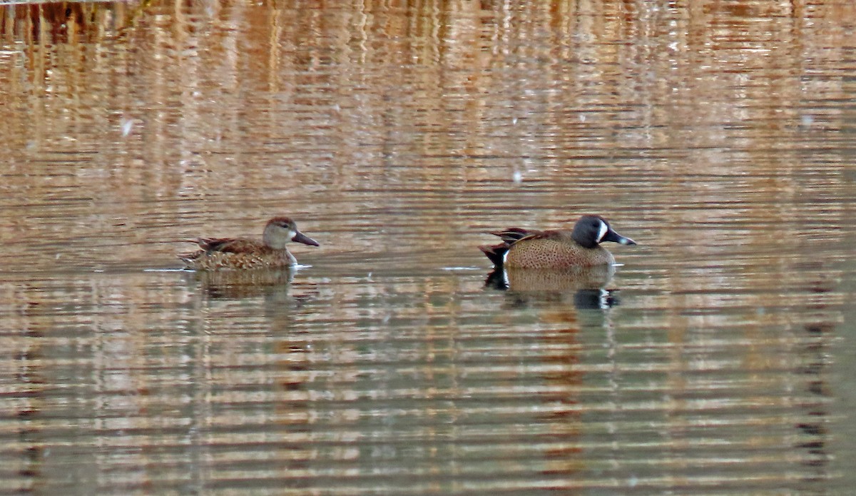 Blue-winged Teal - ML326886561