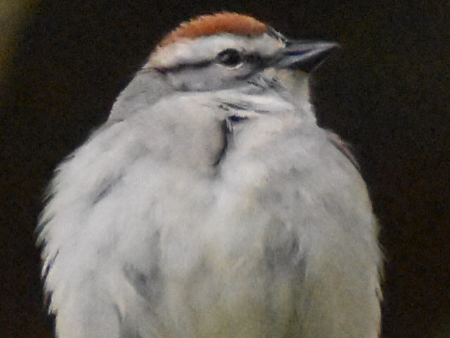 Chipping Sparrow - ML326890801