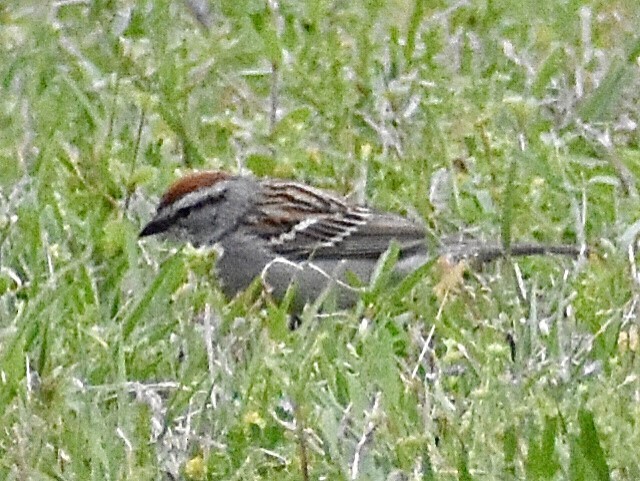 Chipping Sparrow - ML326890921