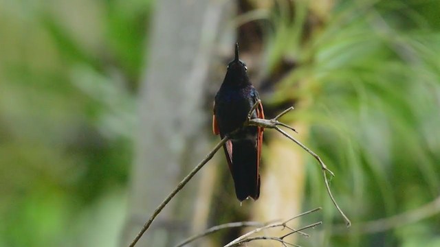 Garnet-throated Hummingbird - ML326891291