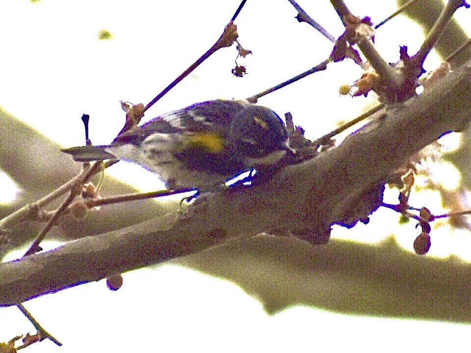 Yellow-rumped Warbler - ML326891341