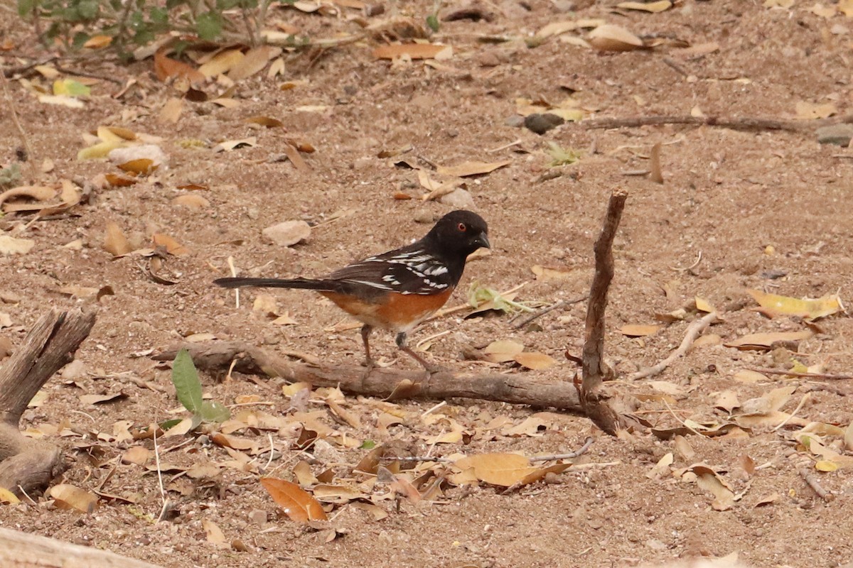 Spotted Towhee - Ortis Carmichael