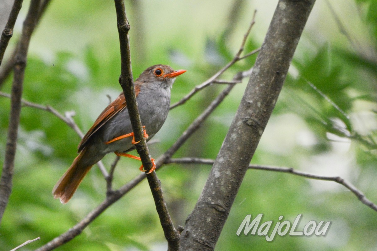 Orange-billed Nightingale-Thrush - Maria Jose Lou