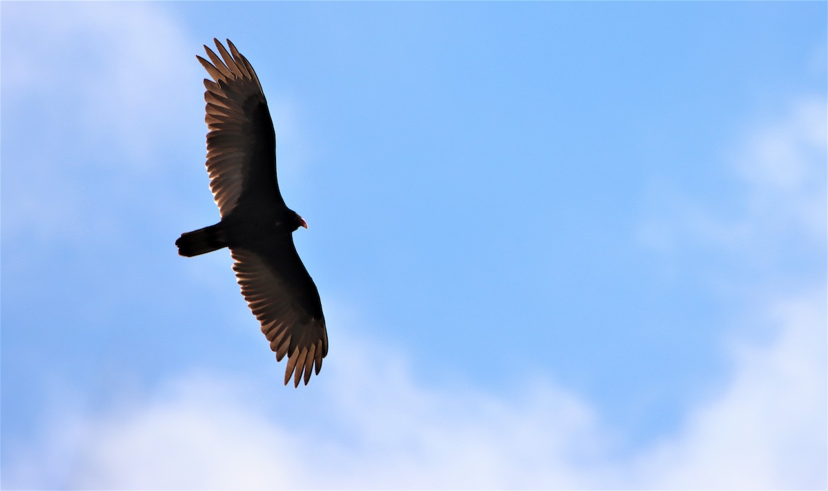 Turkey Vulture - Thomas  May