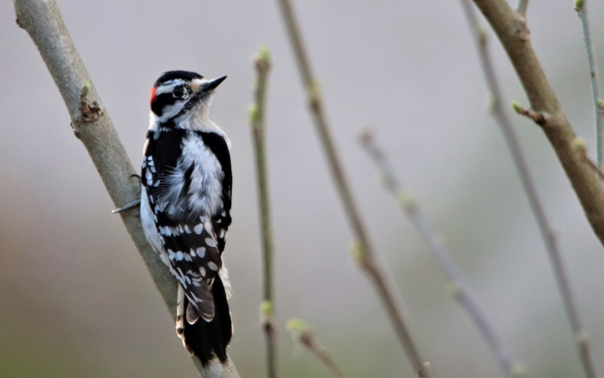 Downy Woodpecker - ML326900591