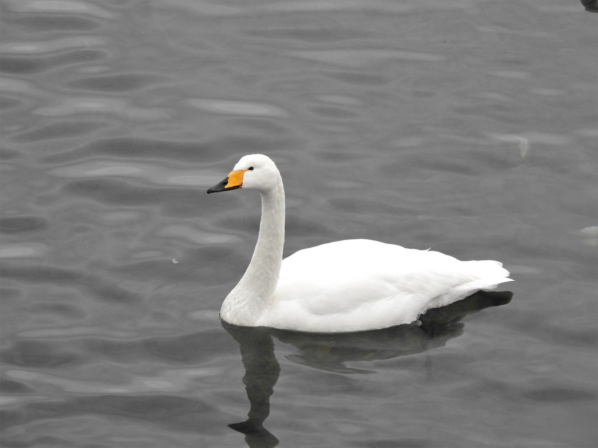 Whooper Swan - ML326901921