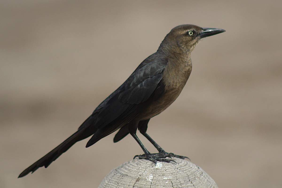Great-tailed Grackle - ML326902711