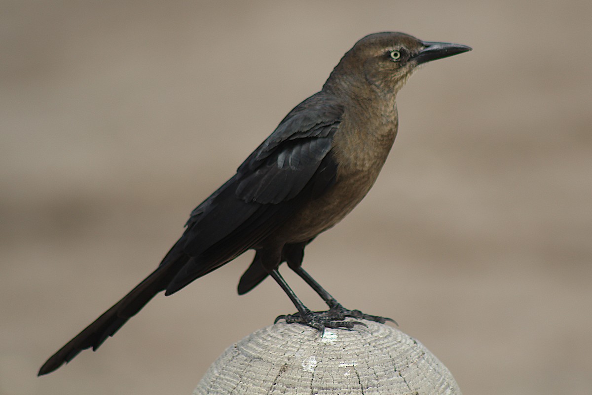 Great-tailed Grackle - Sean Cowden