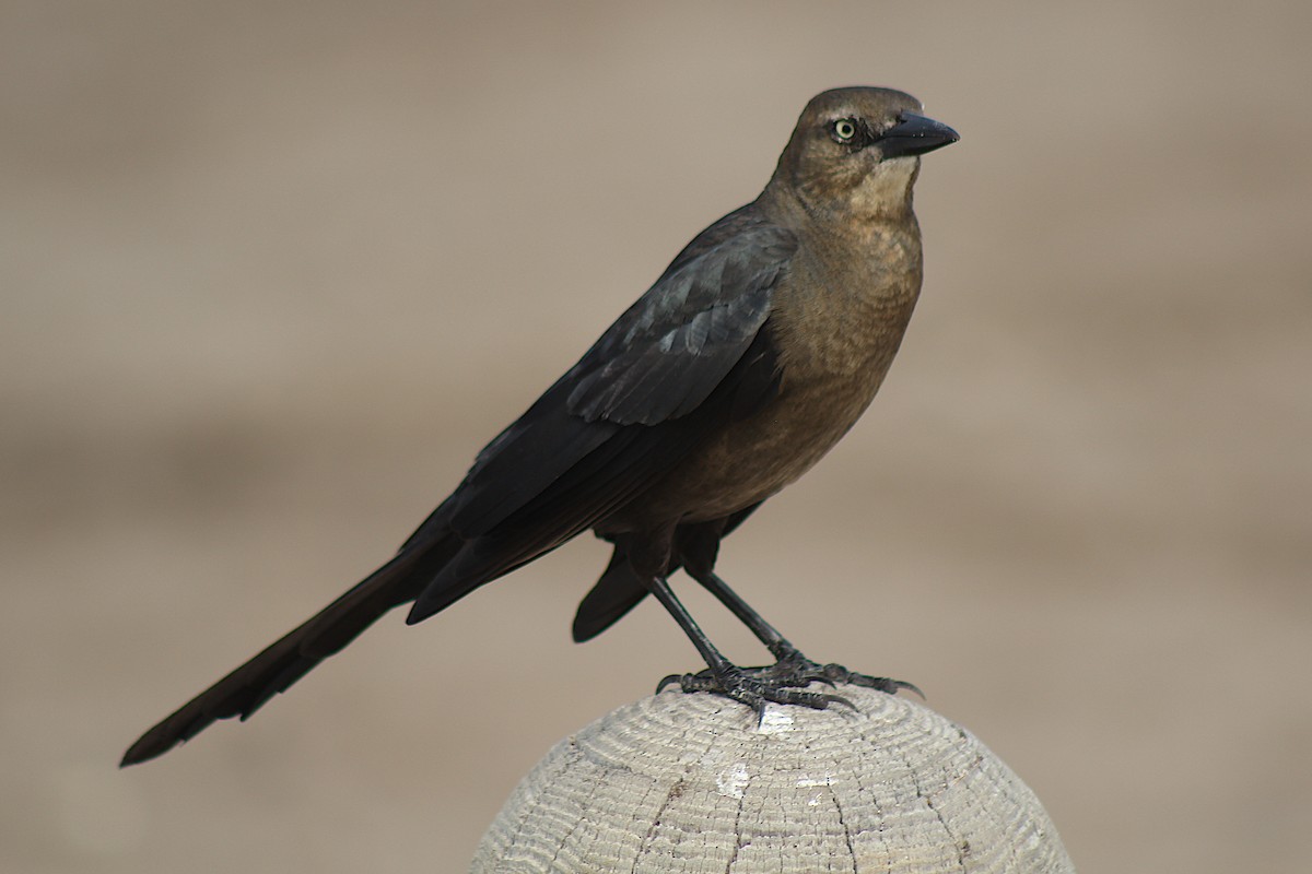 Great-tailed Grackle - ML326903031