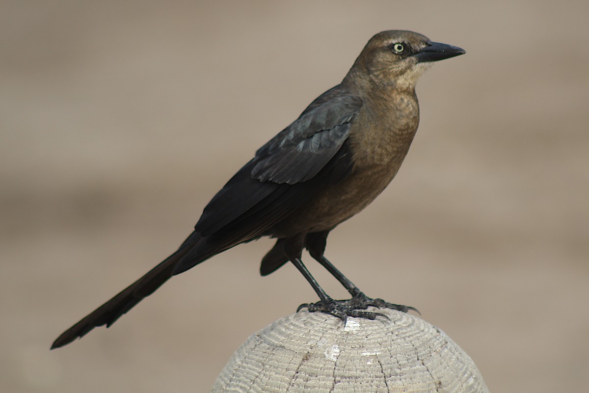 Great-tailed Grackle - ML326903131