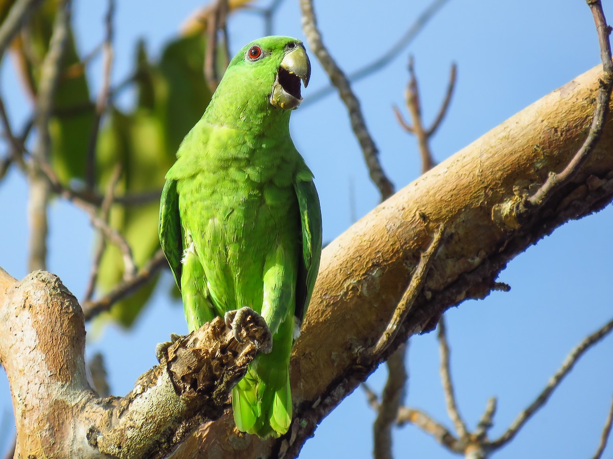 Short-tailed Parrot - Priscilla Diniz