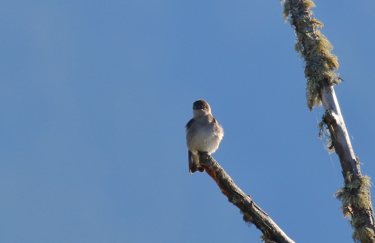 Northern Rough-winged Swallow - ML326917581
