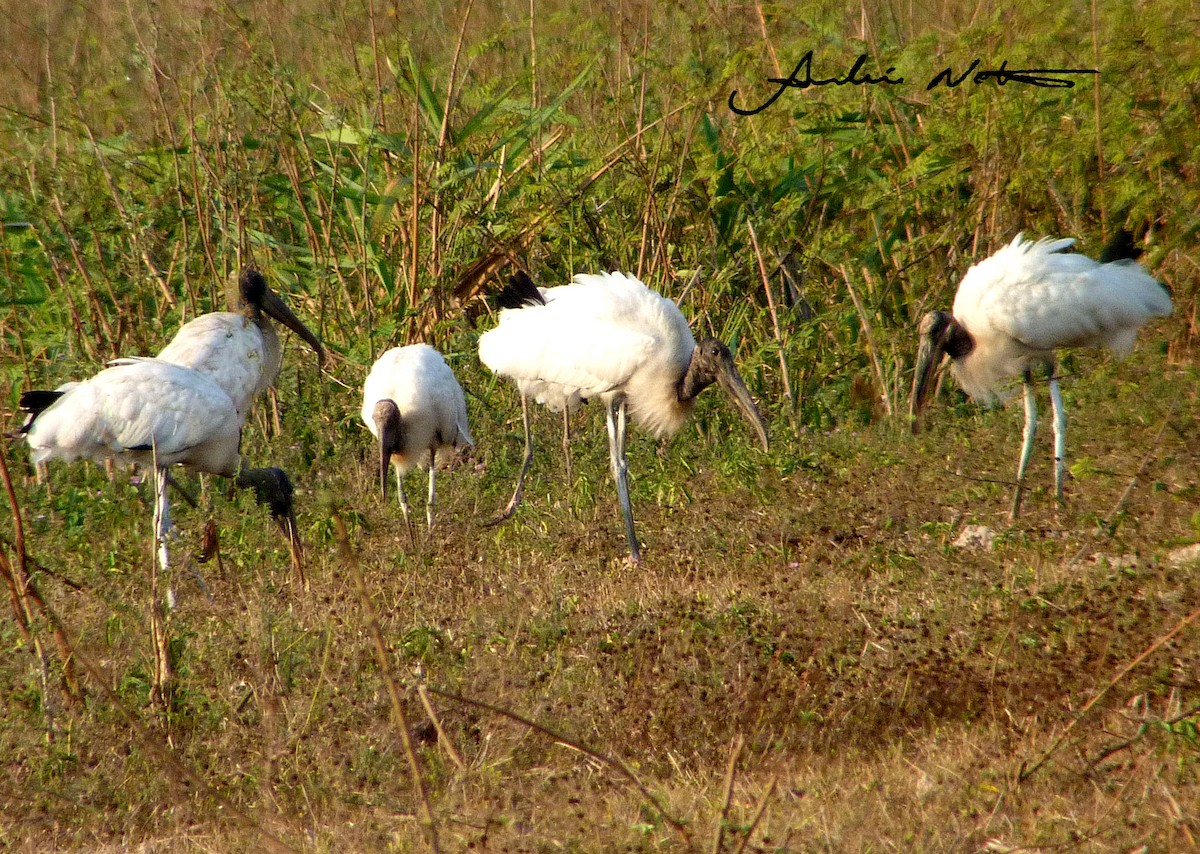 Wood Stork - André Netto