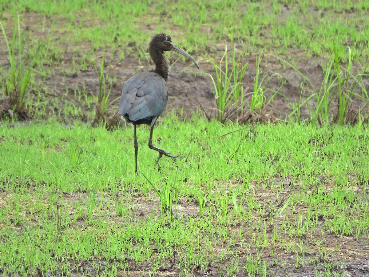 Glossy Ibis - Terry Lodge