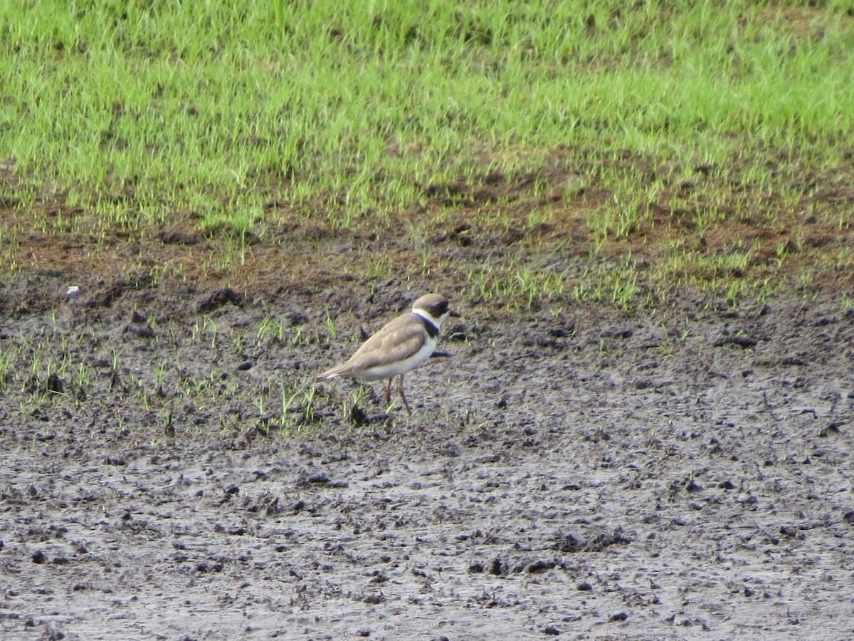 Semipalmated Plover - ML32692481