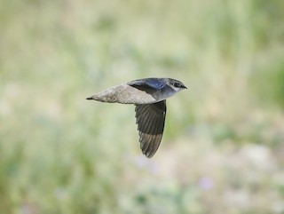 Vaux's Swift