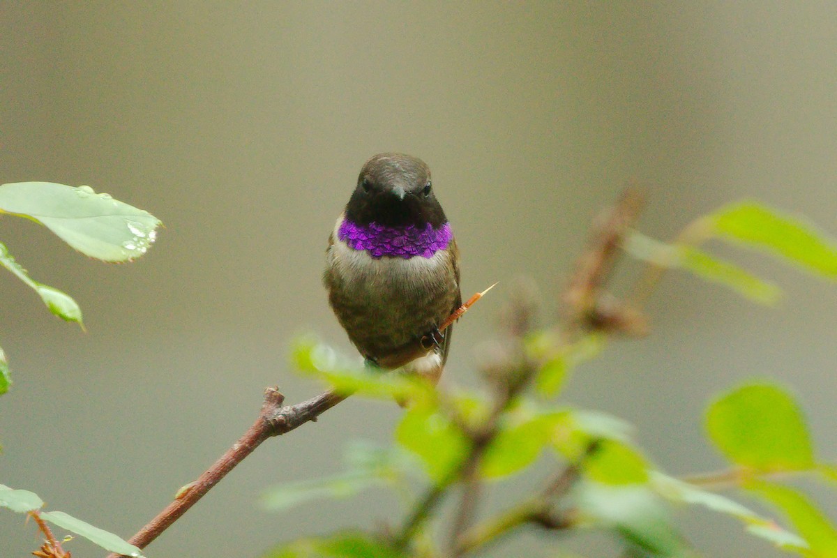 Black-chinned Hummingbird - ML326928171