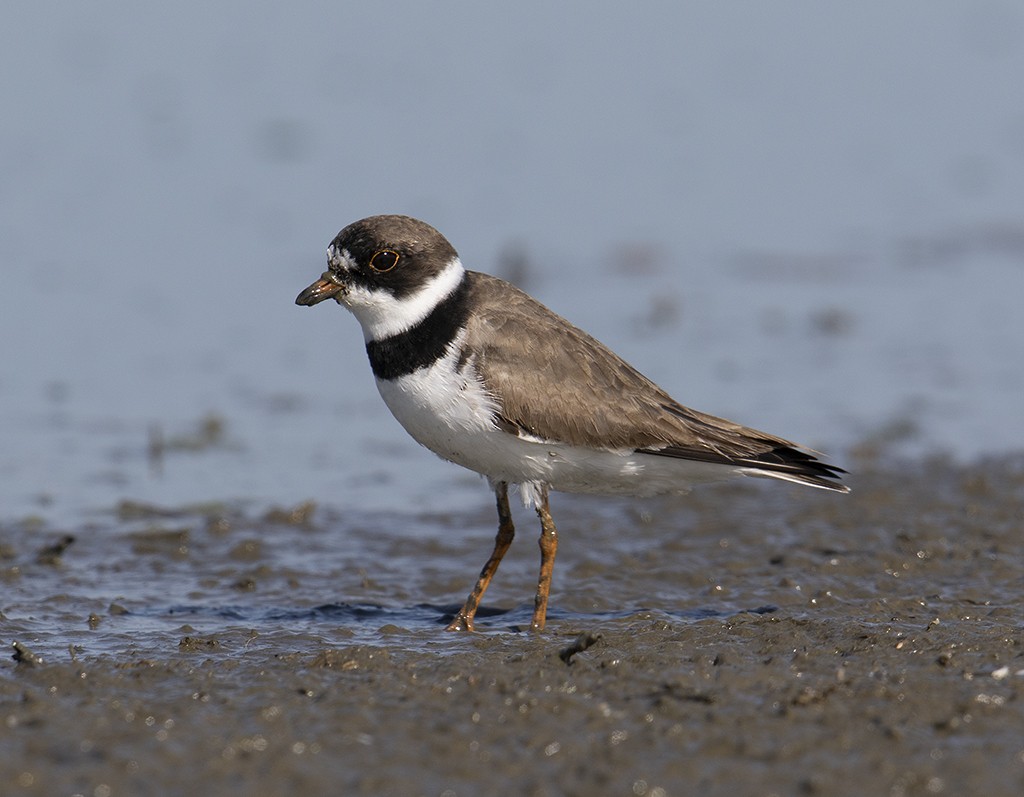 Semipalmated Plover - ML326937471