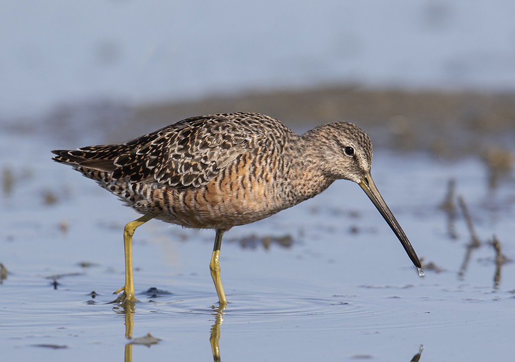 Long-billed Dowitcher - ML326937651