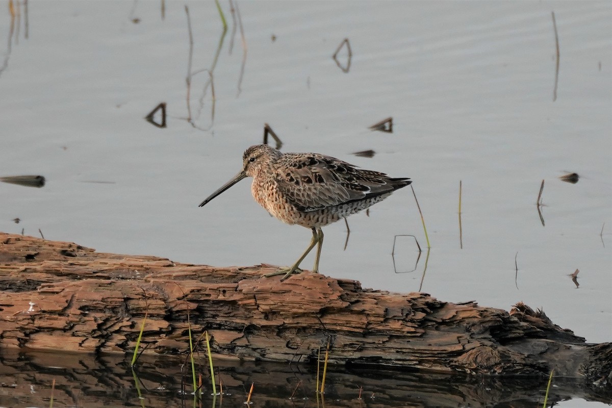 Long-billed Dowitcher - ML326941341