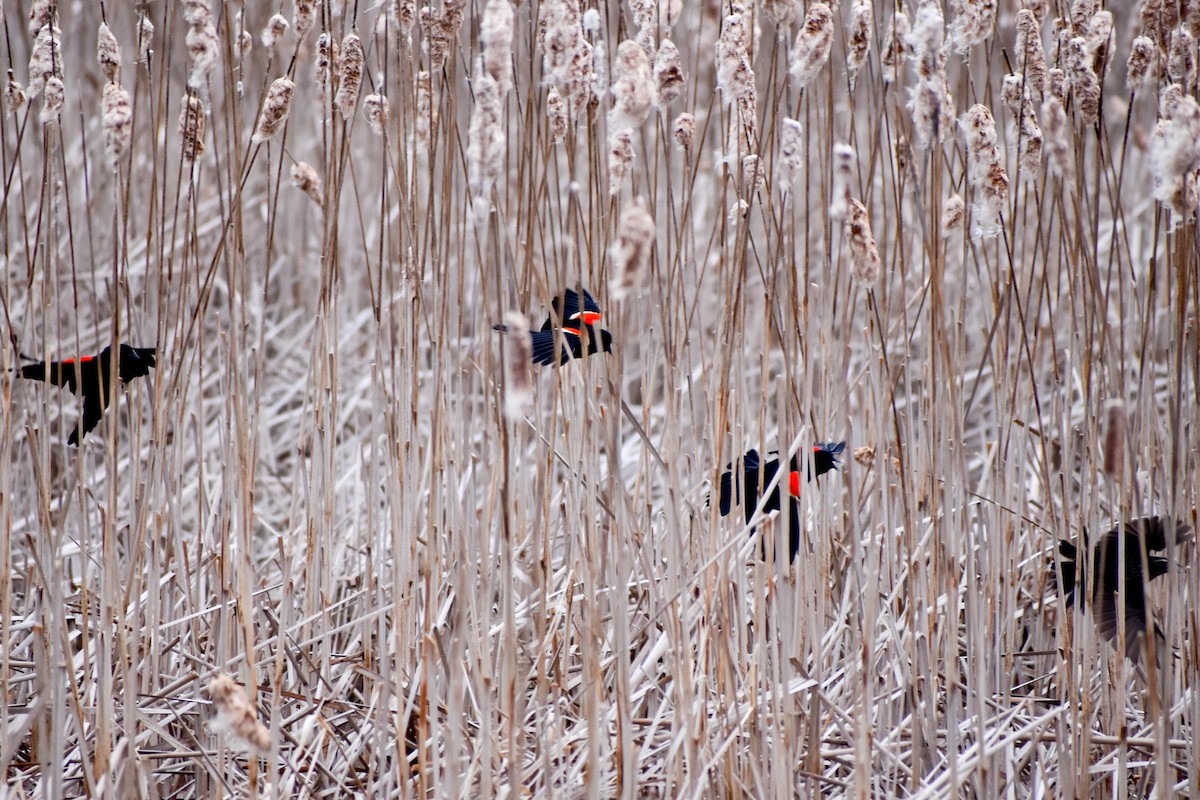 Red-winged Blackbird - Andrea Heine