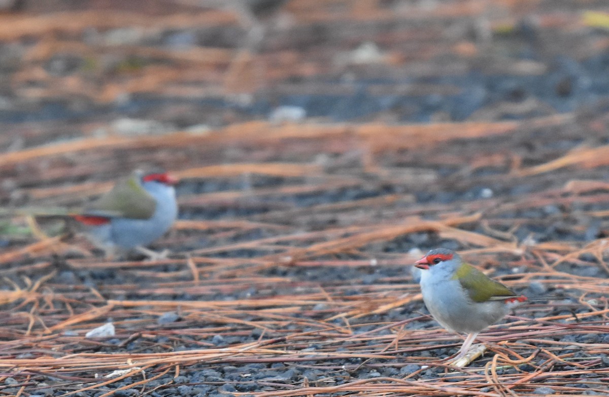 Red-browed Firetail - ML326943861