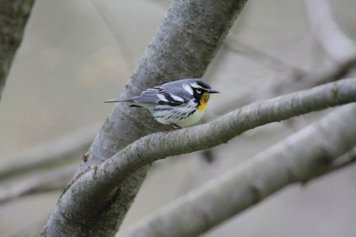 Yellow-throated Warbler - ML326945651