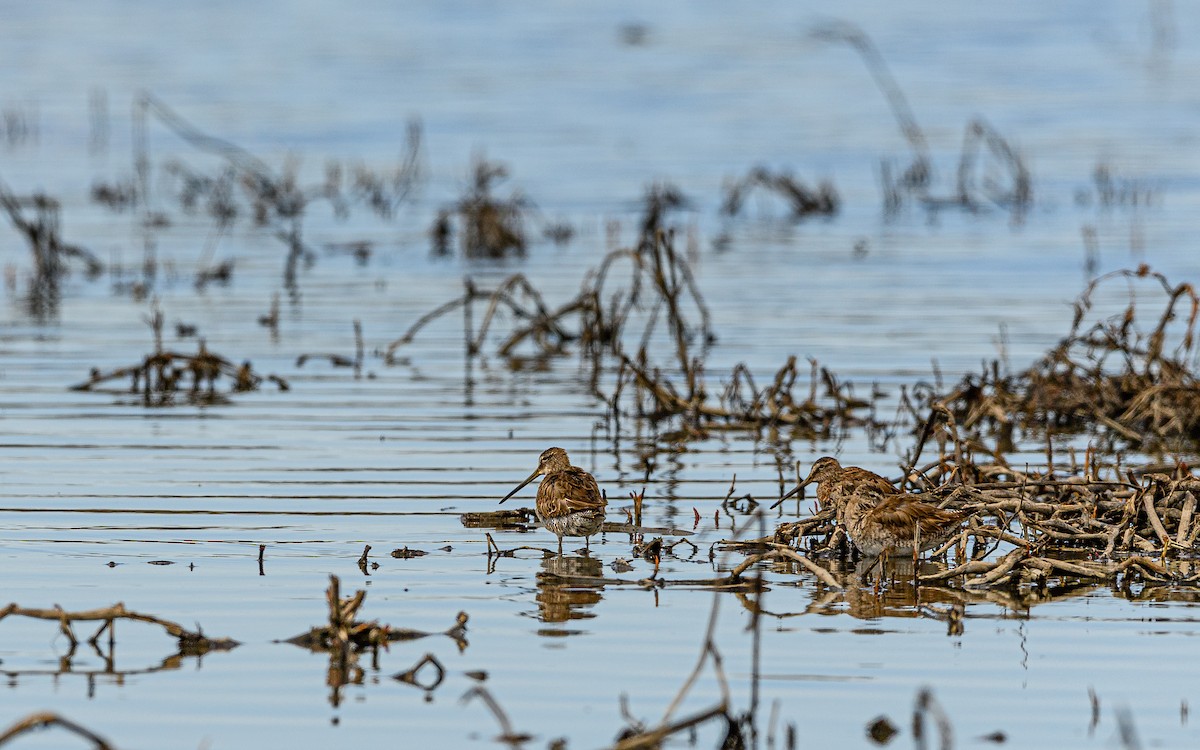 Long-billed Dowitcher - ML326958811
