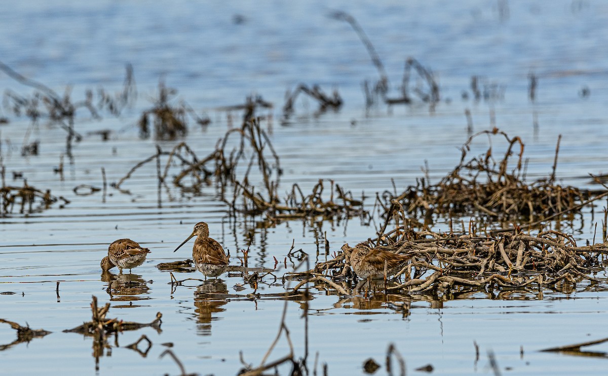Long-billed Dowitcher - ML326958851