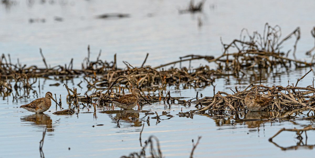 Long-billed Dowitcher - ML326958931